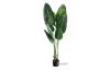 Picture of ARTIFICIAL PLANT 120/180cm Banana Leaf (Black Plastic Pot) - 120 cm