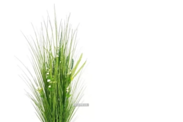 Picture of ARTIFICIAL PLANT 266-278 Onion Grass (48cm/150cm)  - 150 cm