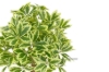 Picture of ARTIFICIAL PLANT 266-271 198 Leaves (23.5")