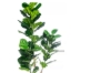 Picture of ARTIFICIAL PLANT 266-304 Thick Branch Fiddle Leaf (71")