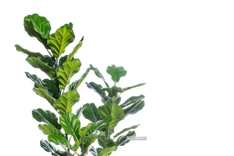 Picture of ARTIFICIAL Plant Thick Branch Fiddle Leaf (120 cm /150 cm)) - 150 cm