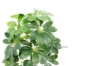Picture of 266-272 ARTIFICIAL H19.5" PLANT
