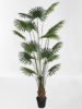 Picture of ARTIFICIAL PLANT Fan Palm 210cm