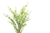 Picture of ARTIFICIAL PLANT Watercress Tree (H71")