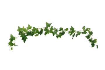 Picture of ARTIFICIAL PLANT Sweet Potato Vines 01 (2m Long)