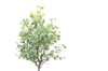 Picture of ARTIFICIAL PLANT Eucalyptus Tree (H180)