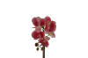Picture of ARTIFICIAL PLANT Red Orchid with Round Silver Vase (H45cm)