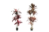 Picture of CORDYLINE TERMINALIS Artificial Plant (59"/82.5")