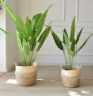 Picture of JUTE Rope Flowerpot/ Plant Basket/ Storage Basket Assorted Sizes - Small Size 16x16cm