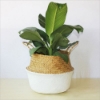 Picture of Seagrass Belly Basket/ Floor Planter/ Storage Belly Basket in White & Natural Two Tone Color Assorted Sizes