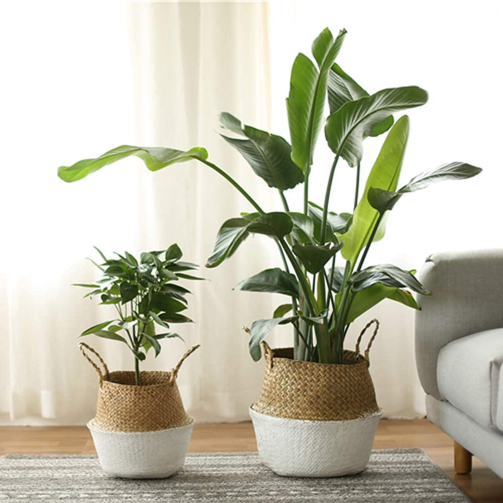 Seagrass Belly Basket/ Floor Planter/ Storage Belly Basket in White & Natural Two Tone Color