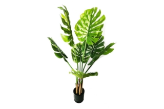 Picture of ARTIFCIAL Plant  35"/55"/71" Monstera Delicosa - 35"