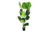 Picture of ARTIFCIAL Plant  35"/55"/71" Monstera Delicosa