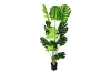 Picture of ARTIFCIAL Plant  35"/55"/71" Monstera Delicosa - 55"