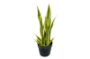 Picture of ARTIFICIAL PLANT Dracaena Trifasciata--2 Size (17.5"/39.5")