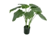 Picture of ARTIFICIAL PLANT Taro ( 266-302)-60cm