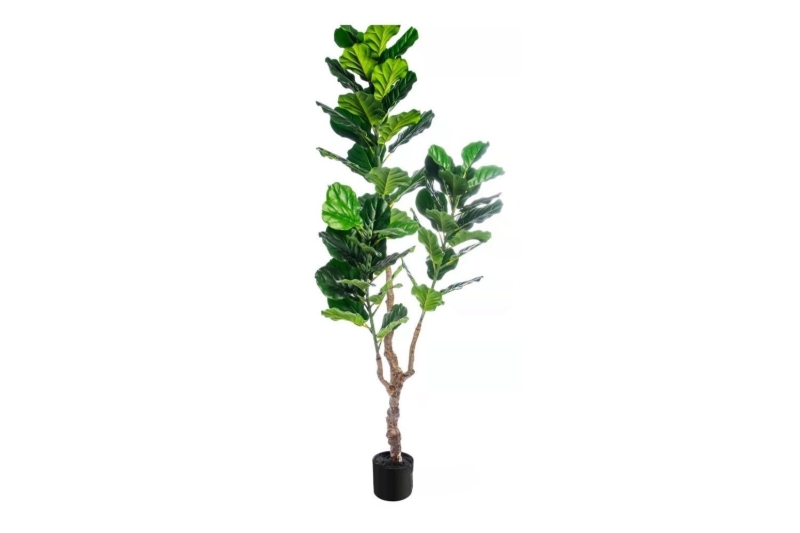 Picture of ARTIFICIAL PLANT 266-304 Thick Branch Fiddle Leaf (71")