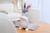 Picture of EASTER Bunny Plush Cushion Multiple Colors