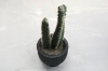 Picture of ARTIFICIAL Duo Cereus Acanthocereus Cactus Potted Plant - Each