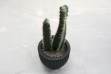 Picture of ARTIFICIAL Duo Cereus Acanthocereus Cactus Potted Plant (3"x7")