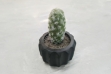 Picture of ARTIFICIAL Round Cactus Potted Plant (4"x6")  
