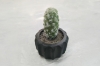 Picture of ARTIFICIAL Round Cactus Potted Plant - Each
