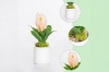 Picture of Set of 3 - ARTIFICIAL Flower Potted Plants 3 Piece Decorative Set