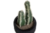Picture of ARTIFICIAL Duo Cereus Acanthocereus Cactus Potted Plant (3"x7")