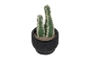 Picture of ARTIFICIAL Duo Cereus Acanthocereus Cactus Potted Plant - Each
