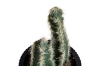 Picture of ARTIFICIAL Duo Cereus Acanthocereus Cactus Potted Plant - Each