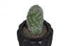 Picture of ARTIFICIAL Round Cactus Potted Plant - Set of 4 