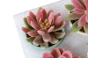 Picture of Set of 6 - ARTIFICIAL Gradient Succulent Plants with Cement Pots