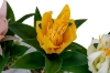 Picture of Set of 3 - ARTIFICIAL Flower Potted Plants 3 Piece Decorative Set