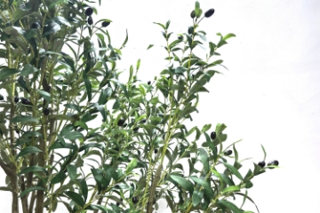 Picture of Artificial Potted Olive Plant (H90.5")
