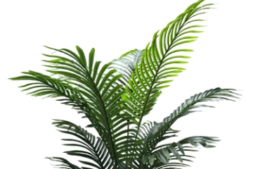 Picture of Artificial Potted Areca Palm Plant - H71" 