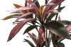 Picture of Artificial Potted Brazilian Red Ironwood Plant - H82.5"