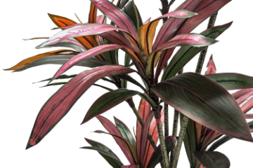 Picture of Artificial Potted Brazilian Red Ironwood Plant - H82.5"