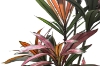 Picture of Artificial Potted Brazilian Red Ironwood Plant - H82.5"