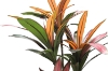Picture of Artificial Potted Brazilian Red Ironwood Plant - H59"