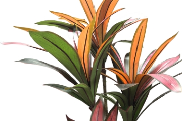 Picture of Artificial Potted Brazilian Red Ironwood Plant - H59"