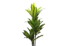 Picture of Artificial Green Upright Brazilian Ironwood Plant - H59"