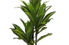 Picture of Artificial Green Upright Brazilian Ironwood Plant - H59"