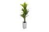 Picture of Artificial Green Upright Brazilian Ironwood Plant - H59"