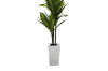 Picture of Artificial Green Upright Brazilian Ironwood Plant - H59"