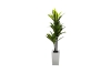 Picture of Artificial Green Upright Brazilian Ironwood Plant - H59"