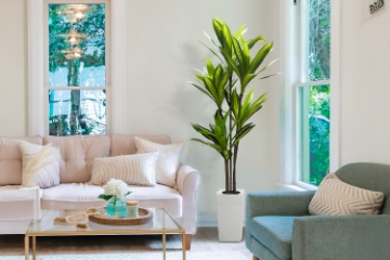 Picture of Artificial Green Upright Brazilian Ironwood Plant - H71"
