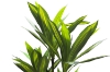 Picture of Artificial Green Upright Brazilian Ironwood Plant - H71"