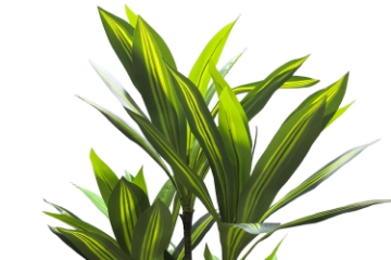 Picture of Artificial Green Upright Brazilian Ironwood Plant - H71"