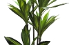 Picture of Artificial Green Upright Brazilian Ironwood Plant - H71"