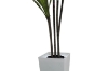 Picture of Artificial Green Upright Brazilian Ironwood Plant - H71"